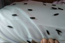 Mengenal Lalat Tentara Hitam, Serangga Bersih Kaya Manfaat