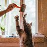 Tips Mudah untuk Membuat Kucing Lebih Aktif Bergerak