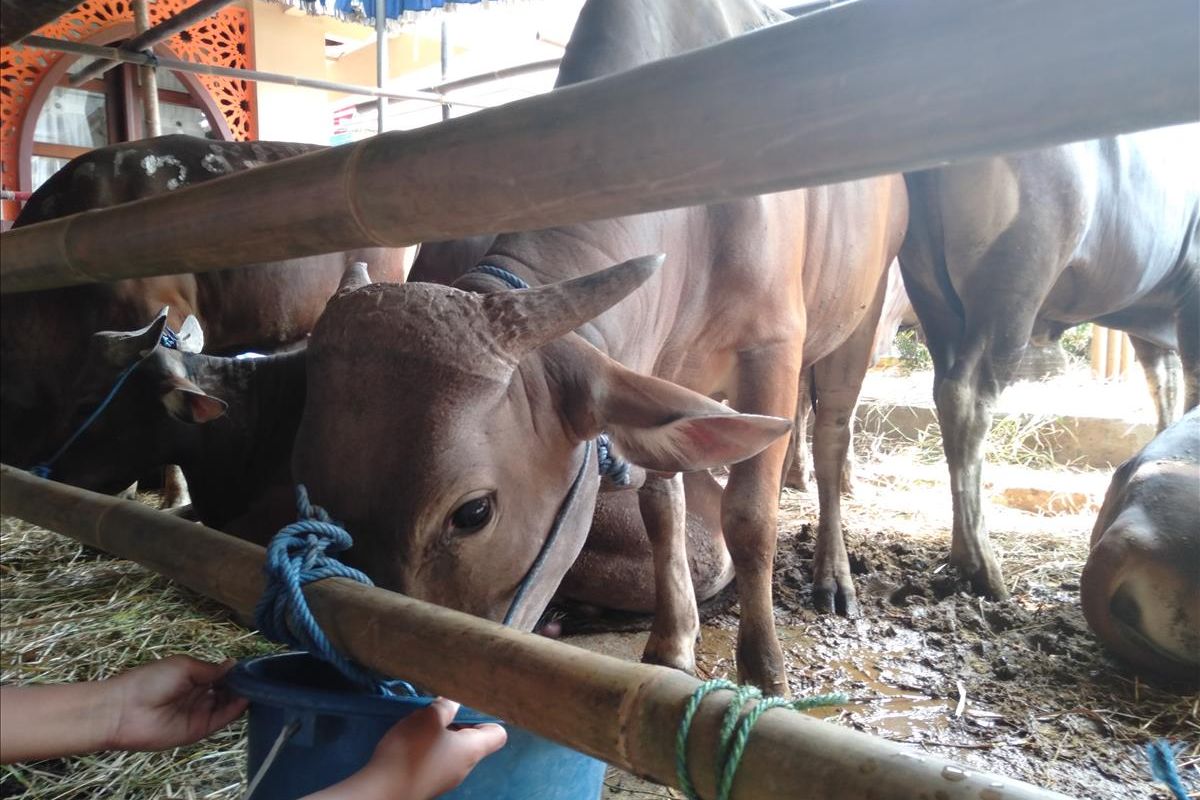 Penampakan sapi yang sempat kabur dari masjid dan berlarian ke pemukiman warga. Kini kondisi sapi sudah terkendali, Sabtu (10/8/2019)