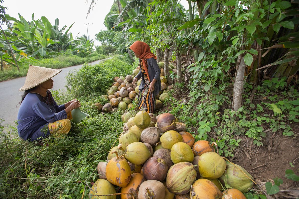 Petani memanen kelapa di Lombok Timur, Nusa Tenggara Barat, Rabu (18/3/2015). Kelapa menjadi salah satu komoditas andalan perkebunan di Lombok Timur. KOMPAS IMAGES/KRISTIANTO PURNOMO