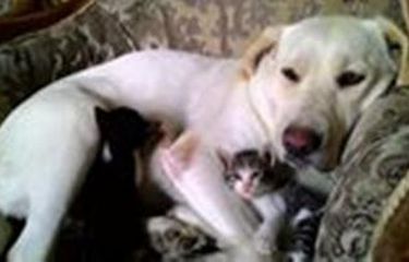 Tabiatda ruslar porno video Yalangoch panjara ichida