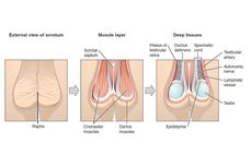 Mekanisme Kerja Skrotum untuk Mempertahankan Suhu Testis