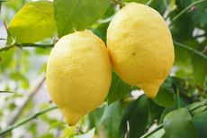 Cara Menanam Buah Lemon dari Biji