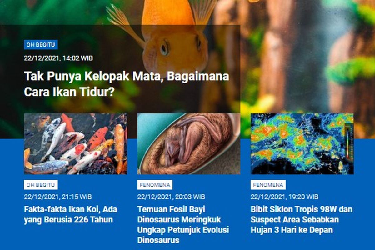 Tangkapan layar berita populer Sains sepanjang Rabu (22/12/2021) hingga Kamis (23/12/2021) pagi. Mulai dari tak punya kelopak mata bagaimana cara ikan tidur, temuan fosil bayi dinosaurus, bibit siklon tropis 98W hingga fakta ikan Koi.