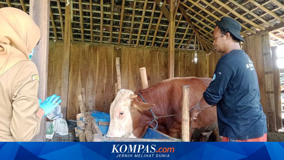 5 Sapi di Kota Solo Terjangkit PMK