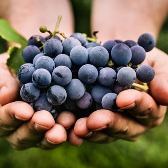 ilustrasi buah anggur. 