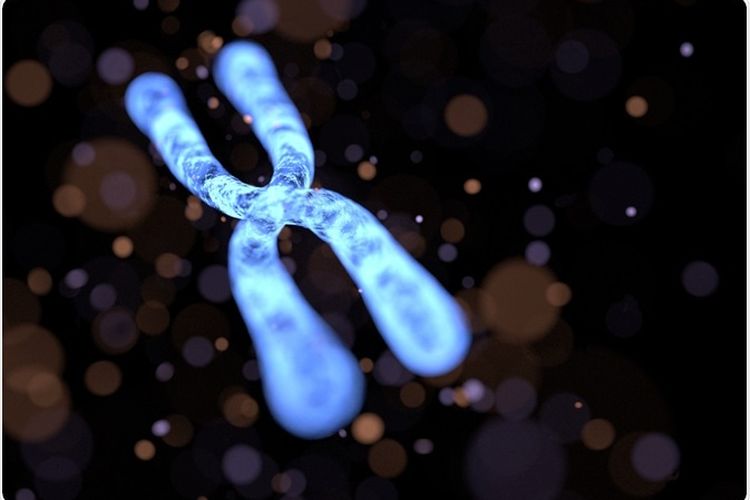 Sebuah ilustrasi kromosom.
