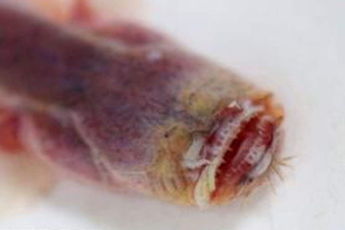 Spesies belut berwajah alien ditemukan di Danau Taihu, China. 
