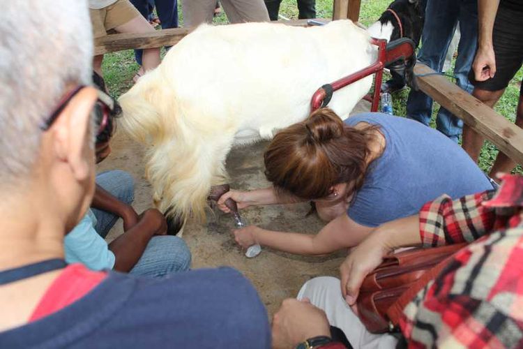 Pengunjung tengah mencoba memerah susu dari kambing Etawa di Peternakan Kambing Peranakan Etawa di Desa Wisata Nglanggeran, Gunungkidul, Daerah Istimewa Yogyakarta.