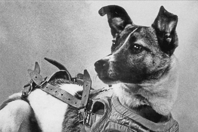 Laika, anjing Rusia yang terbang ke antariksa.