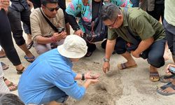 Melihat Konservasi Penyu Pulau Sangalaki di Timur Kalimantan
