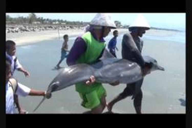 Ikan lumba-lumba yang diselamatkan dua nalayan di Majene, Sulawesi Barat.