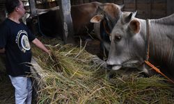 Risiko Usaha Ternak Tinggi, Peternak di Mojokerto Diimbau Ikut Asuransi