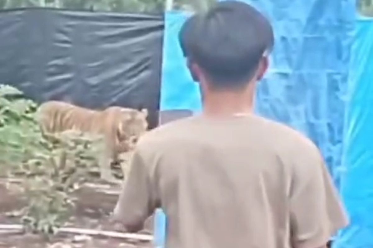 Kronologi Harimau Masuk ke Camp Pekerja di Riau, Lupa Tutup Pintu