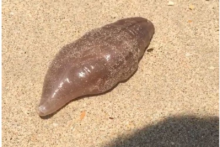  Hewan  Laut  Aneh Mirip Gumpalan Karet Muncul di  Pantai Thailand