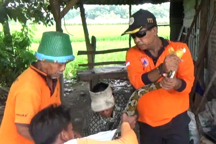 Ular Sanca berukuran sekitar 4 meter ditangkap warga Desa Mancar, Kecamatan Peterongan, Kabupaten Jombang, Jawa Timur, Rabu (25/1/2023).