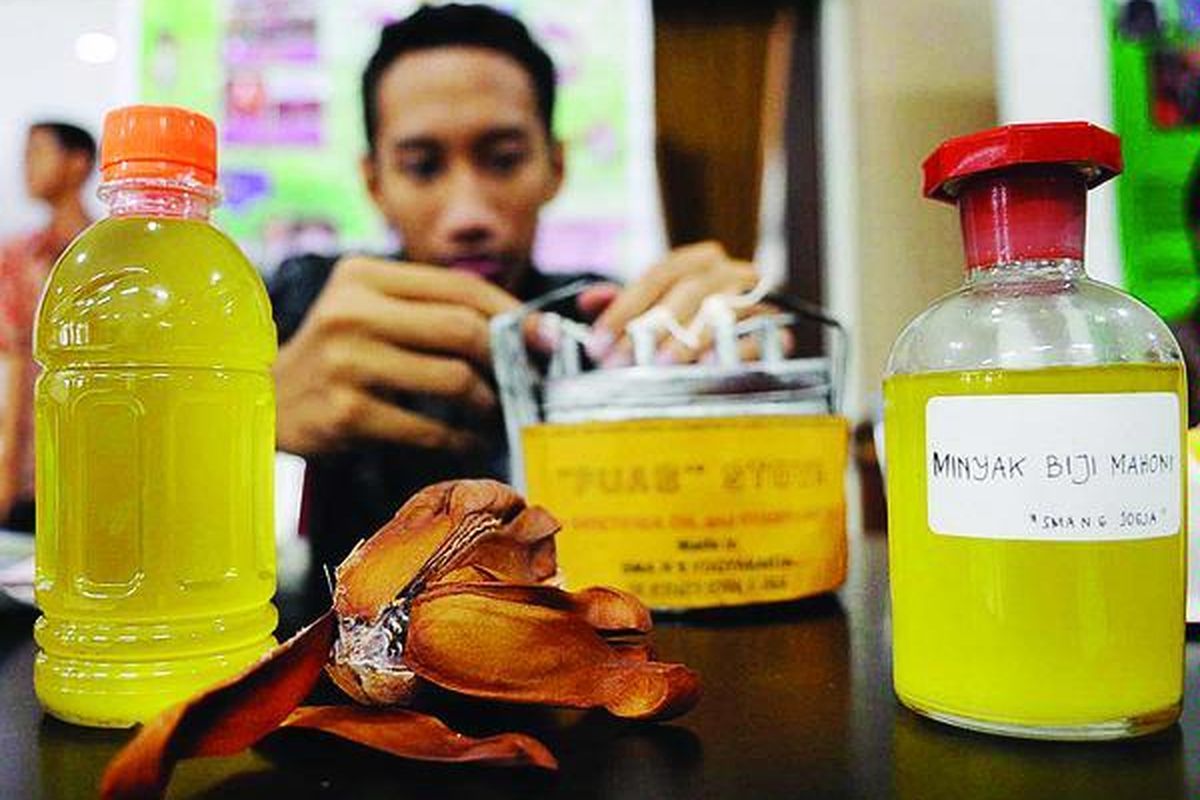 Siswa SMA Negeri 6 Yogyakarta menunjukkan bahan bakar alternatif berupa minyak yang diperoleh dari biji mahoni (Swietenia mahagoni). Temuan itu dipamerkan pada Geladi Penelitian Ilmiah Remaja 2010 di Aula Dinas Pendidikan, Pemuda, dan Olahraga Provinsi Daerah Istimewa Yogyakarta, Jumat (12/3).