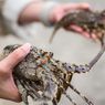 Bedanya Lobster Air Tawar dengan Lobster Air Laut