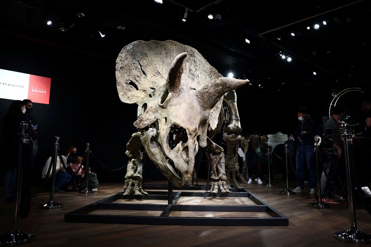 Sisa fosil triceratops terbesar, Big John, dilelang di Paris, Perancis. Dinosaurus ini diketahui pernah hidup pada 66 juta tahun yang lalu.