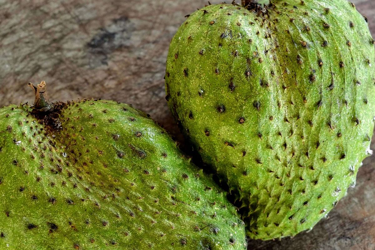 Ilustrasi buah sirsak