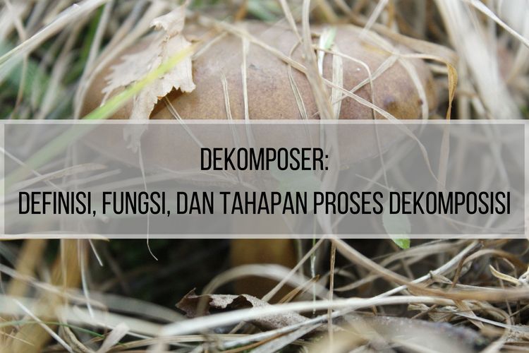 Ilustrasi dekomposer, pengertian dekomposer, fungsi dekomposer, dan tahapan proses dekomposisi