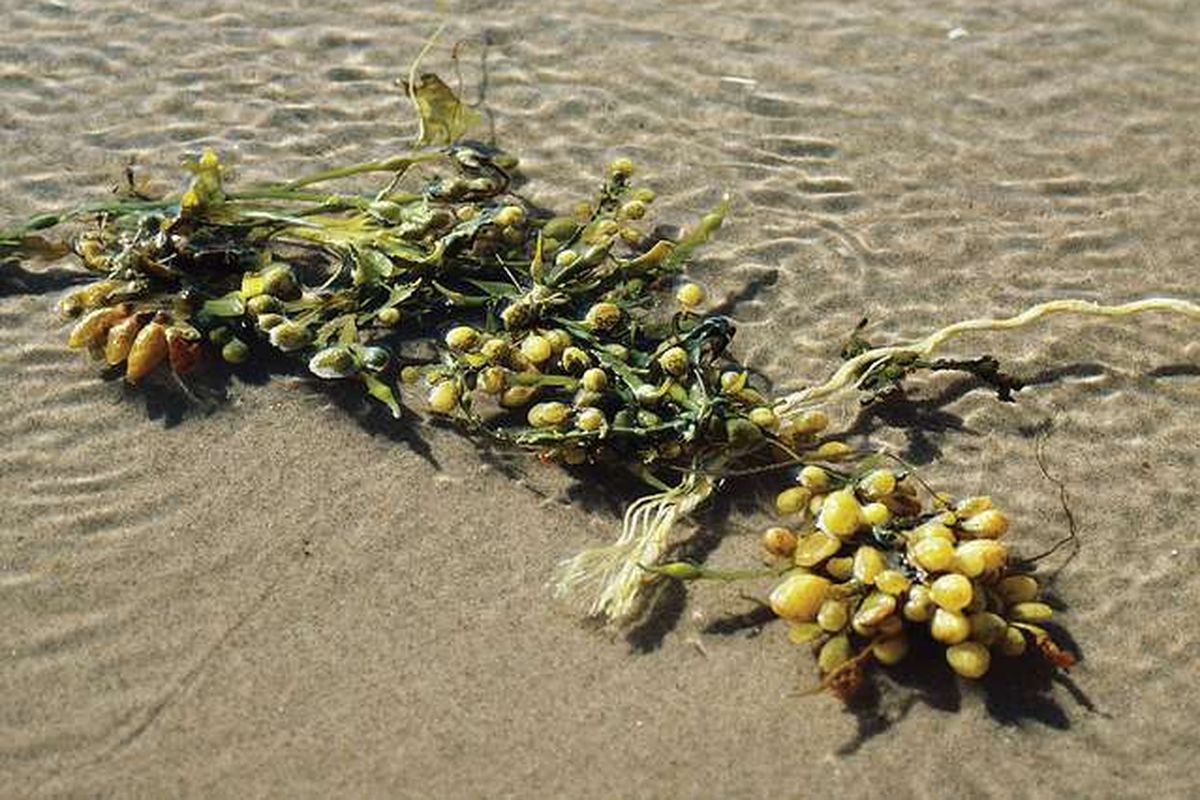 Bladder wrack (Fucus vesiculosus), salah satu spesies alga coklat yang tumbuh di pantai utara Samudra Atlantik, Samudra Pasifik, Laut Utara, dan Laut Baltik.