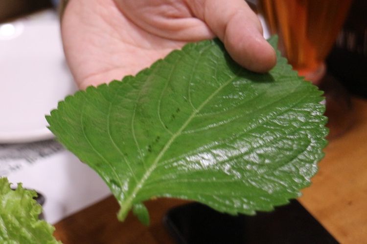 Daun Perilla atau daun wijen yang biasa digunakan orang Korea untuk menyantap makanan dengan cara Ssam.