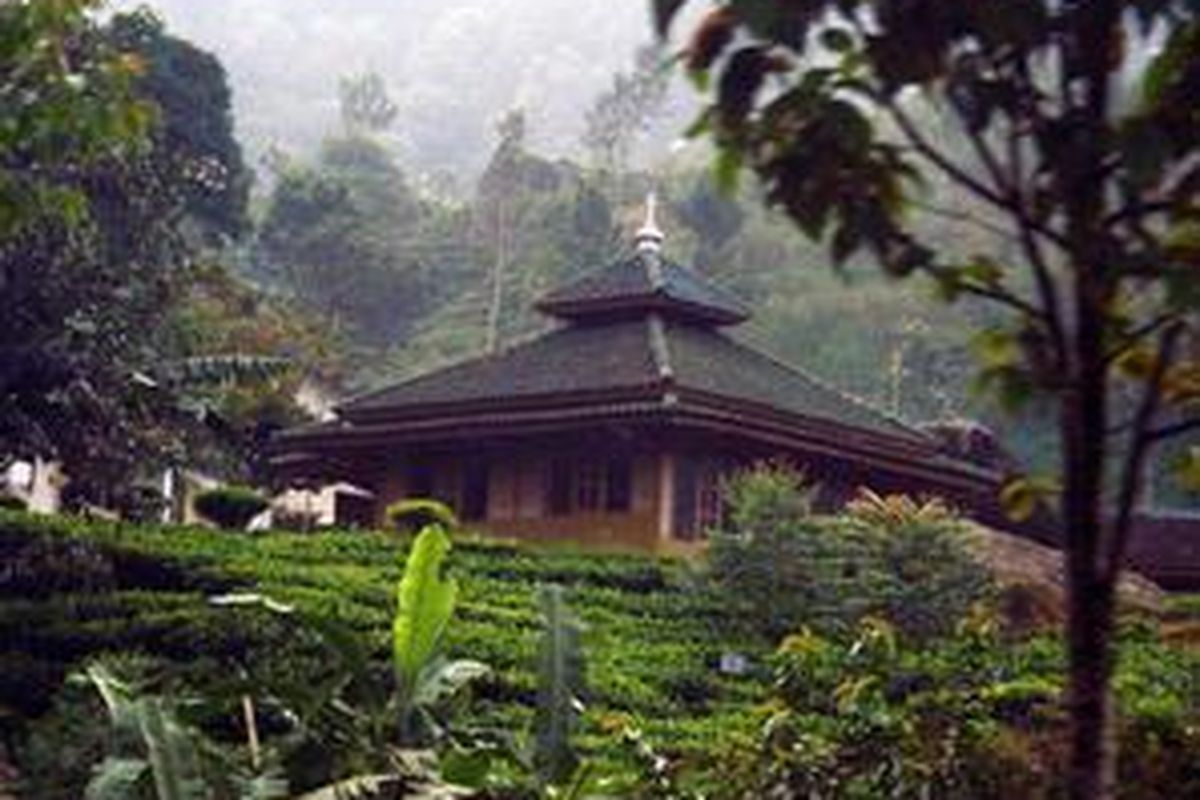 ilustrasi: perkebunan teh