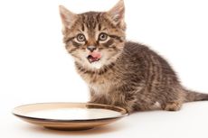 Perut Anak Kucing Membesar Setelah Minum Susu, Kenapa?