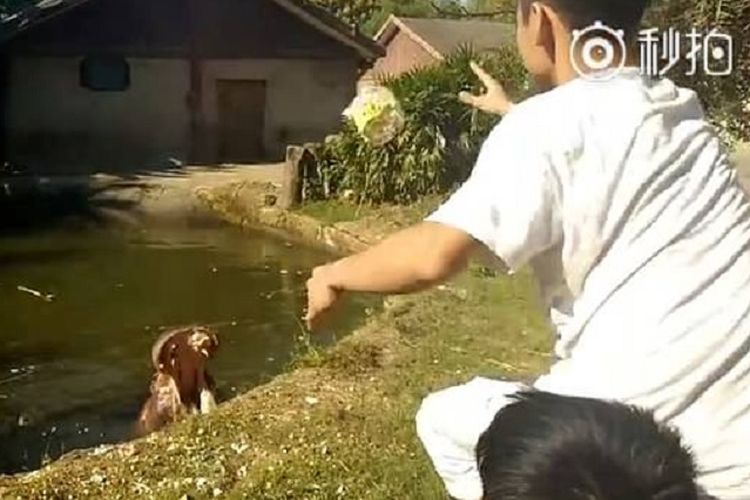 Seorang pengunjung kebun binatang Nanchang, China melemparkan plastik berisi popcorn ke dalam kandang kuda nil.