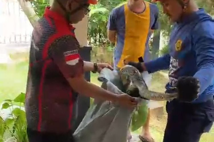 EVAKUASI: Personel Damkar Sleman saat memasukan ular yang berhasil dievaluasi dari dalam rumah warga. 
