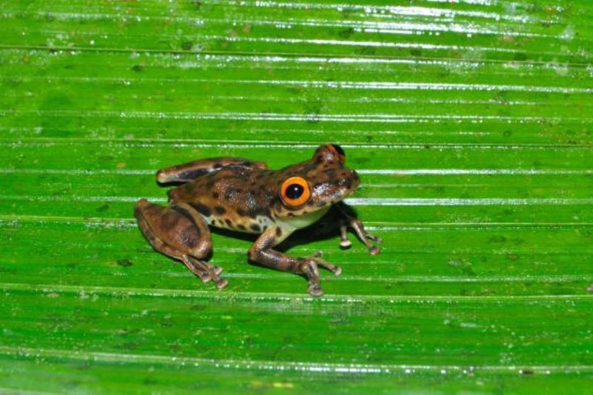 Katak Jaguar moncong, katak spesie baru yang sudah hampir punah. Ditemukan di Brasil.