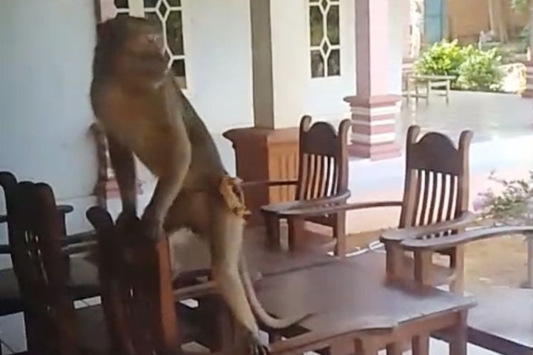 Kera mengamuk berhasil ditangkap tim damkar di Desa Pangorayan, Kec. Proppo Pamekasan, Rabu (3/9/2025)