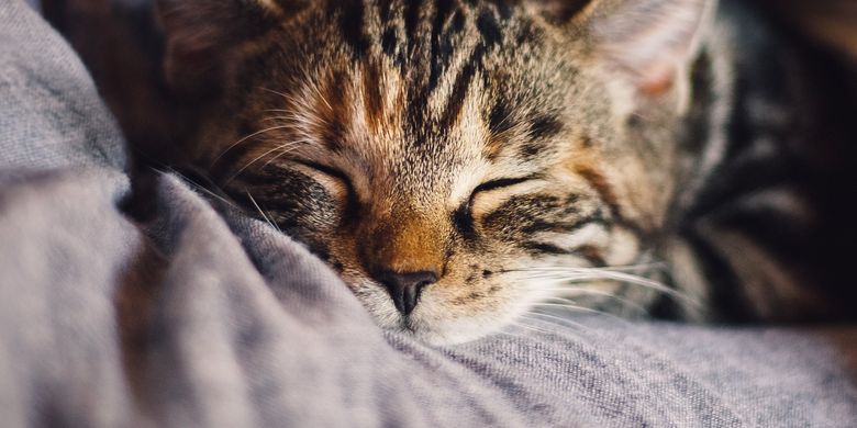 Kenapa Kucing Senang Tidur Di Dekat Kaki Manusia Kompas Com Line Today