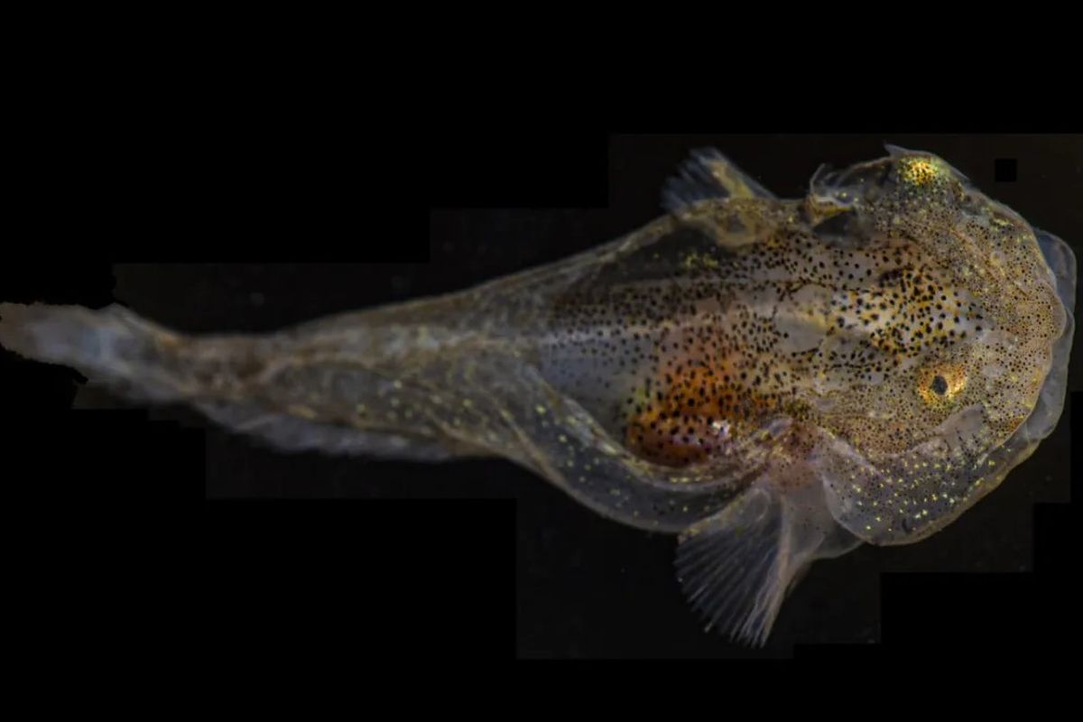 Ikan siput, snailfish Chock-full, ikan perairan kutub yang dapat bertahan hidup dan tidak beku saat berenang di perairan dengan suhu sangat dingin hingga di bawah nol derajat Celsius.