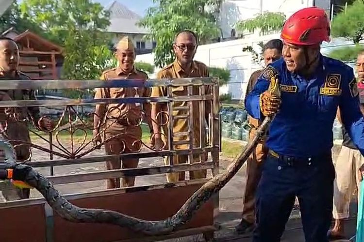 Pemotor Jatuh gara-gara Ular Piton 2,7 Meter Menyeberang Jalan Depan Rumah Dinas Bupati di Gunungkidul