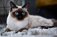Dari Birman hingga Persia, Berikut 7 Ras Kucing Bermata Biru