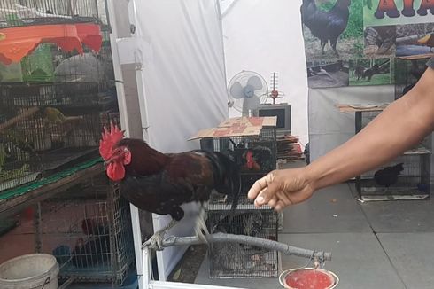 Tertawa usai Berkokok, Ayam Ini Tarik Perhatian Pengunjung Festival Flora dan Fauna 2019