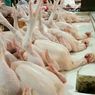 Konsumsi Terus Meningkat, Bisnis Industri Peternakan Ayam Masih Menjanjikan
