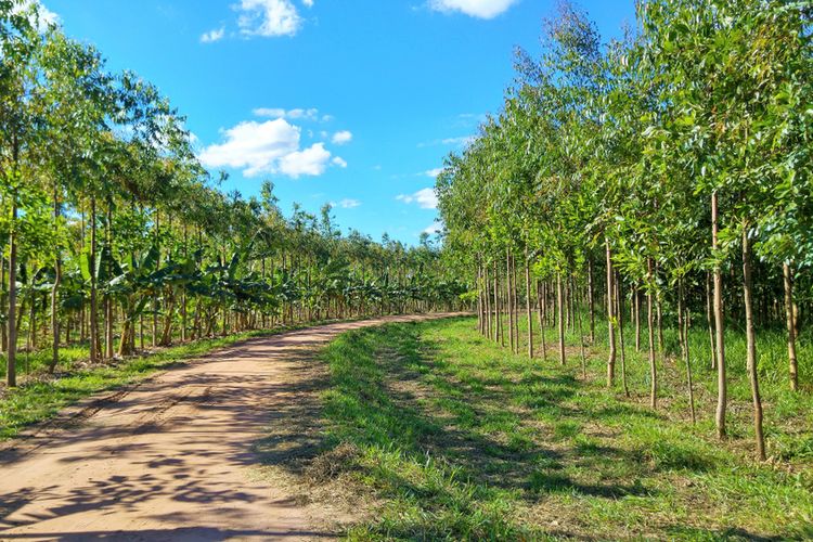 Ilustrasi Agroforestri buah dan sayur