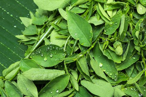 Akademisi Unair: Daun Katuk Juga Bermanfaat Redakan Nyeri dan Demam