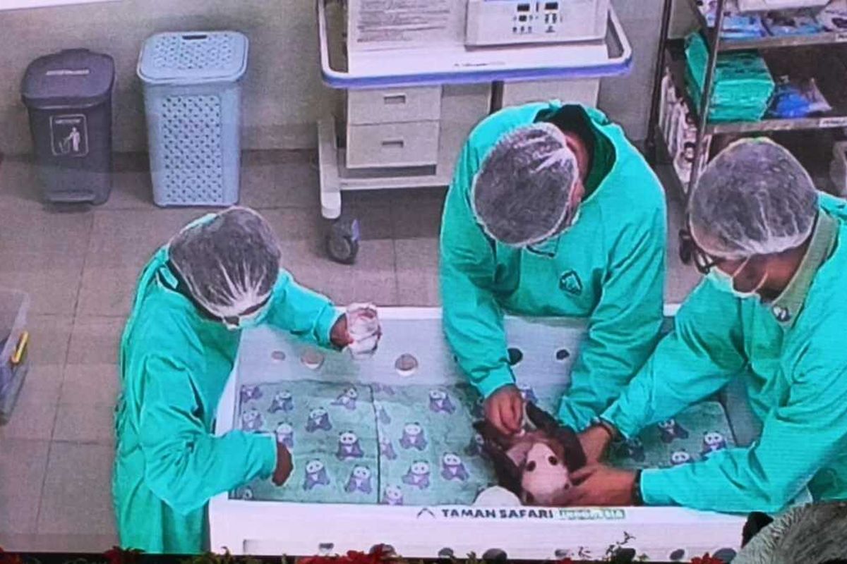 Bayi panda bernama Satrio Wiratama yang lahir di Taman Safari Indonesia (TSI), Bogor, sedang dijaga dan dicek kesehatan oleh tim dokter di TSI, Puncak Bogor, Selasa (6/1/2026).