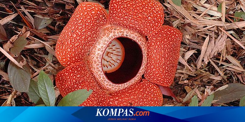 Berita Harian Rafflesia Arnoldii Bunga Terbesar Terbaru Hari Ini ...