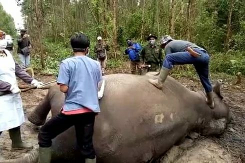 Gajah Sumatera Berusia 40 Tahun Ditemukan Mati di Bengkalis, Riau