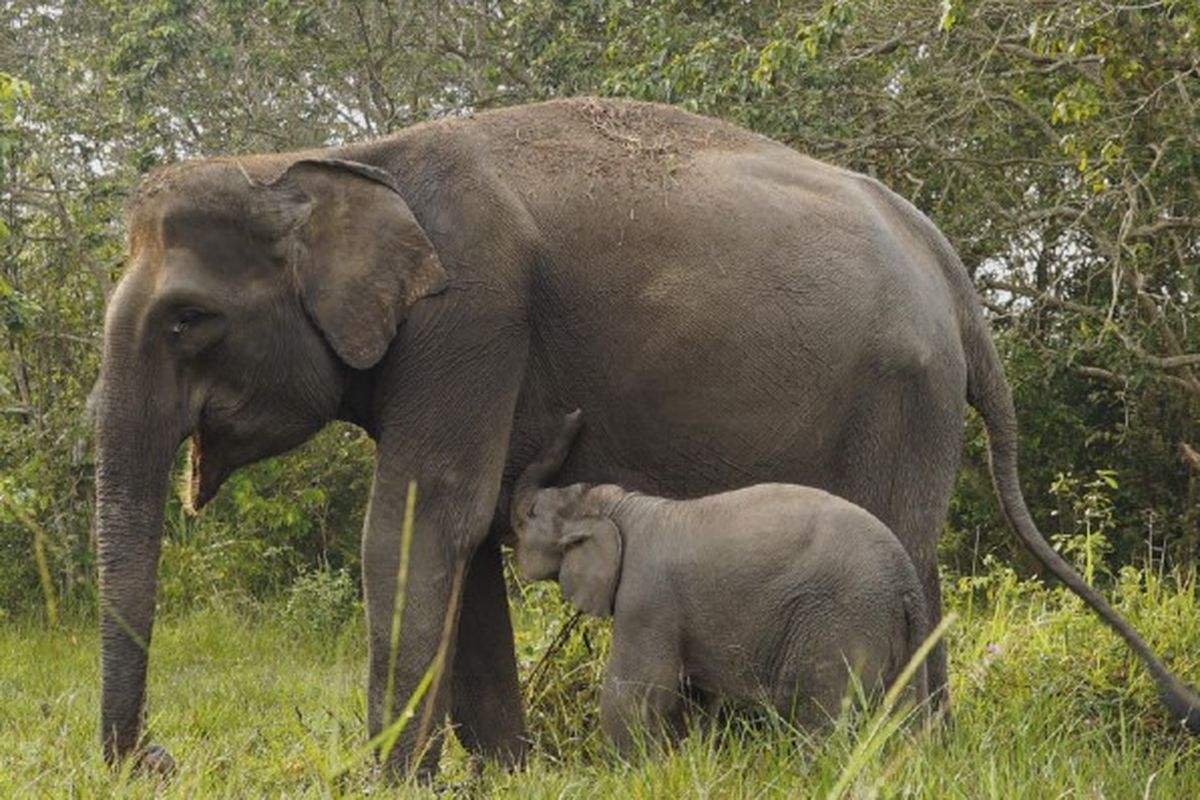 Tangkapan layar gajah sedang beraktivitas dengan anaknya dalam buku Island Elephants the Giants of Sumatera karya Alexander Mossbrucker.