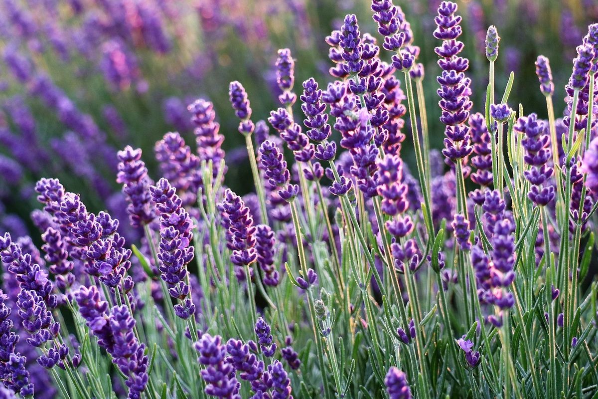 Ilustrasi lavender.