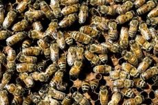 Perilaku Koloni Lebah Ternyata Mirip Respon Otak Manusia