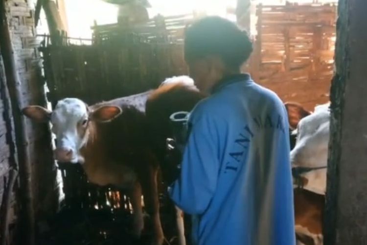 Para peternak dan pemilik sapi di Lamongan, Jawa Timur, diimbau untuk menjaga kebersihan kandang sebagai langkah antisipasi penularan penyakit Lumpy Skin Disease (LSD).