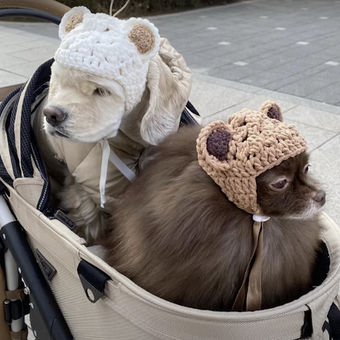 Dua anjing milik Jennie BLACKPINK, yakni Kai (belakang) dan Kuma.