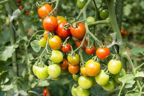 Ketahui, Ini 5 Manfaat Konsumsi Tomat untuk Kesehatan